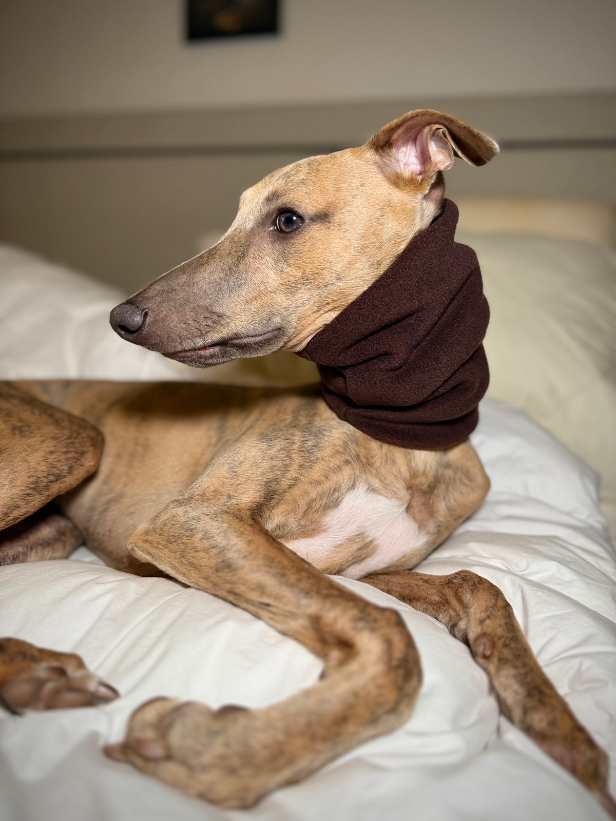 The Me & Mini Matching Set (for sighthounds)