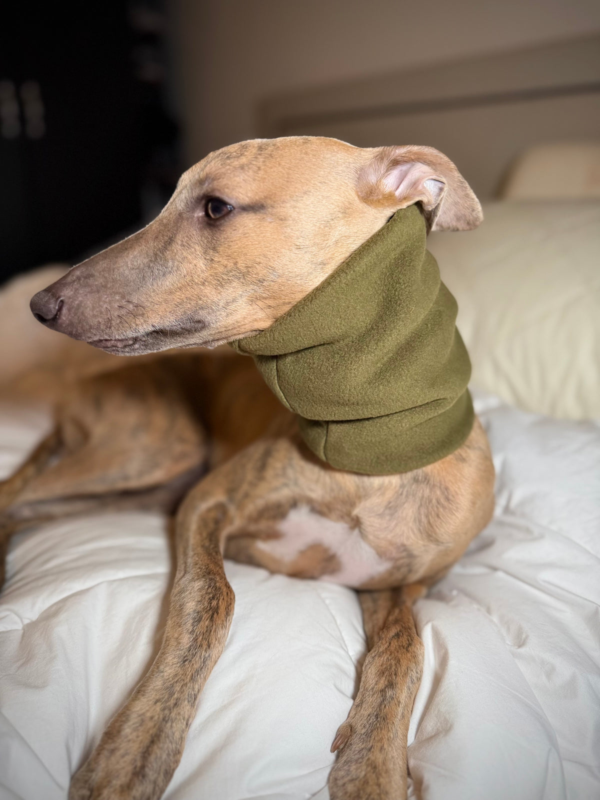 The Me & Mini Matching Set (for sighthounds)