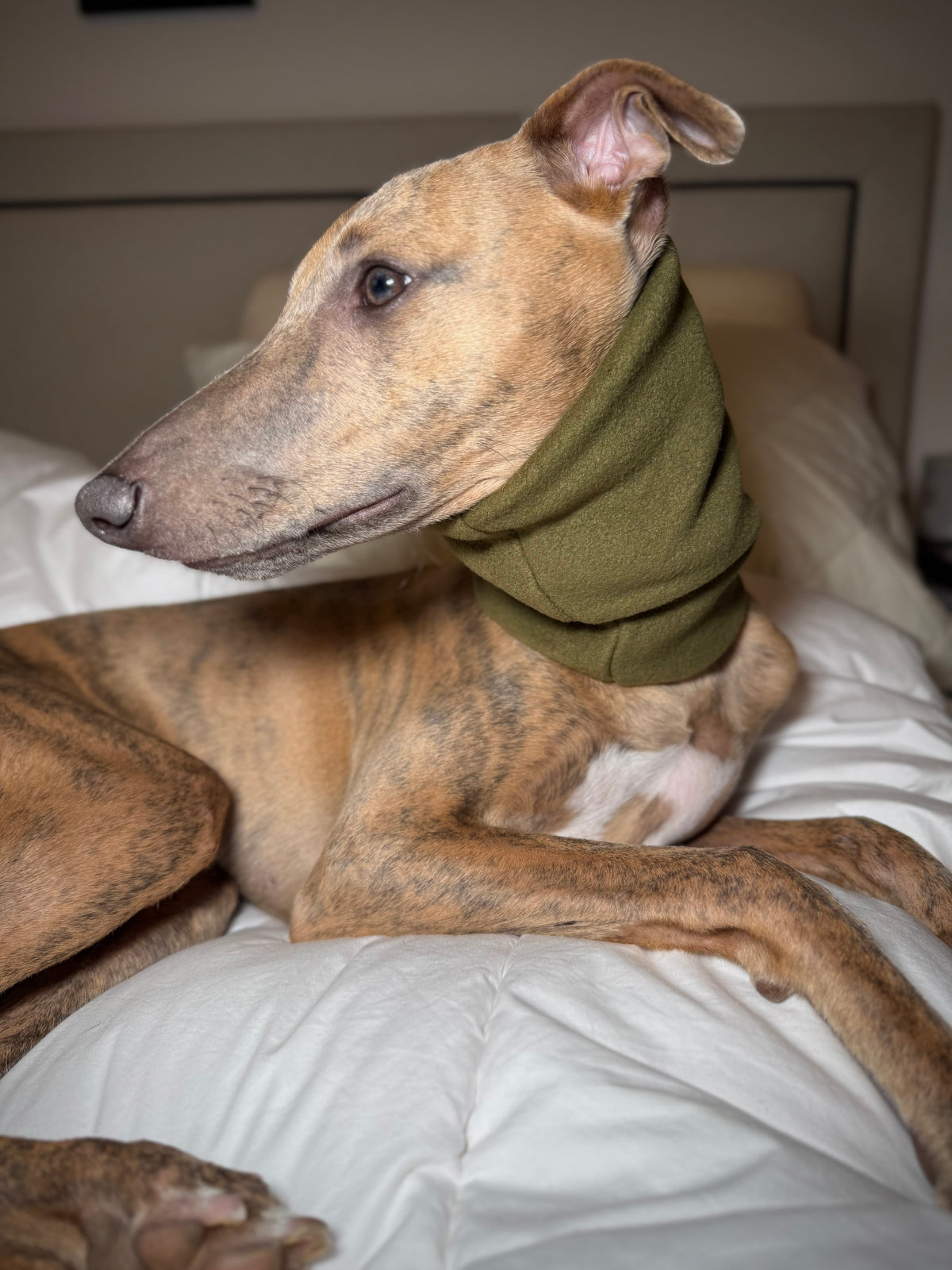 The Me & Mini Matching Set (for sighthounds)