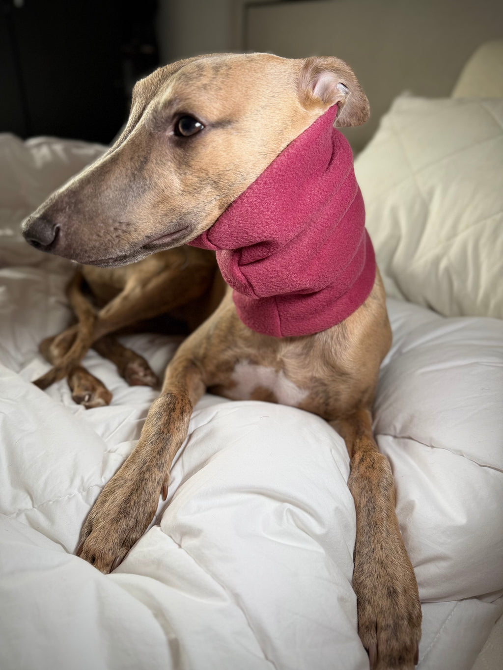 The Me & Mini Matching Set (for sighthounds)