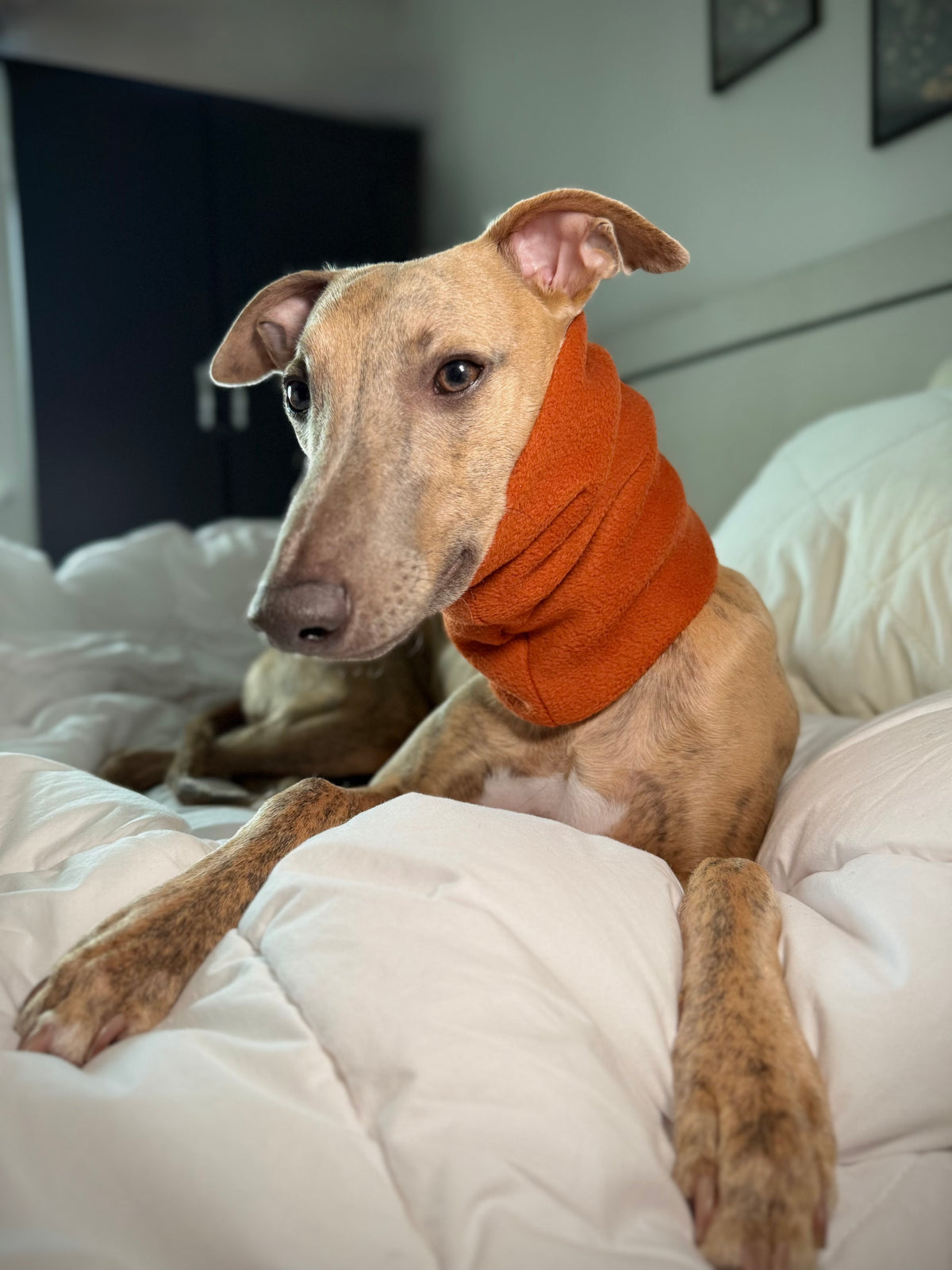 The Me & Mini Matching Set (for sighthounds)