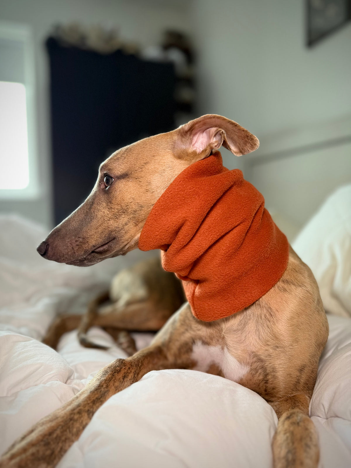 The Me & Mini Matching Set (for sighthounds)