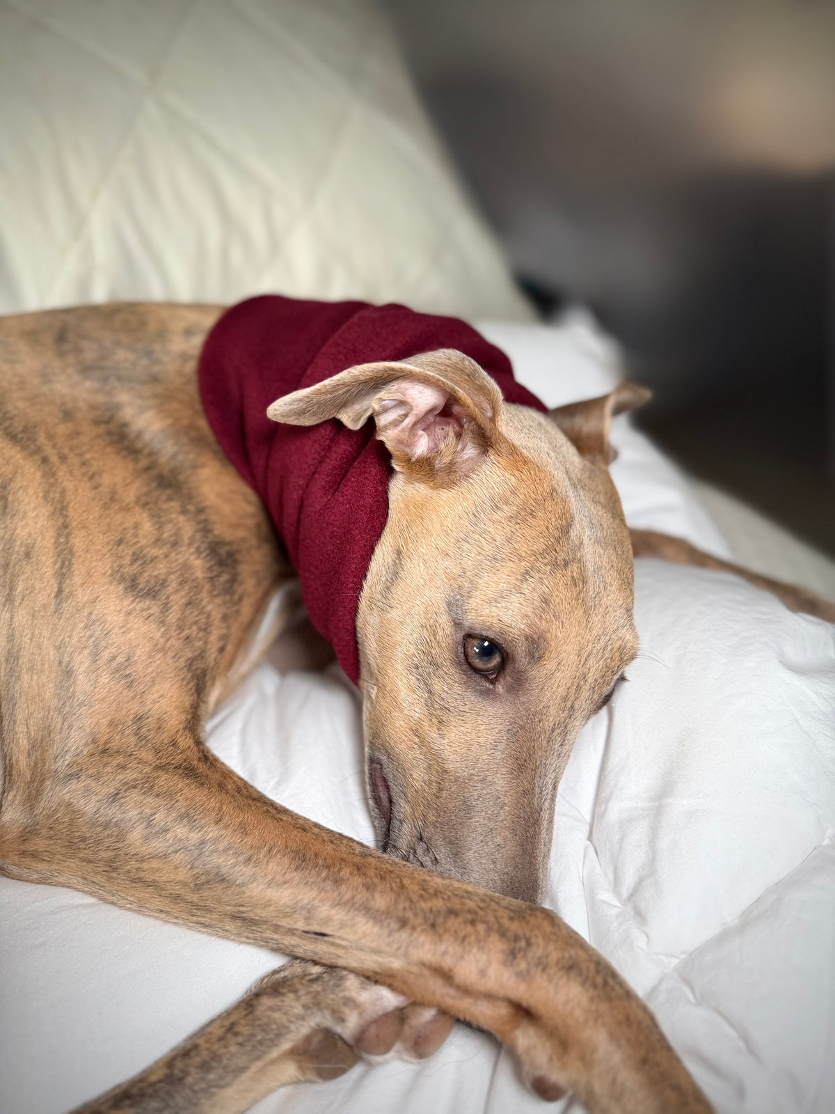 The Me & Mini Matching Set (for sighthounds)